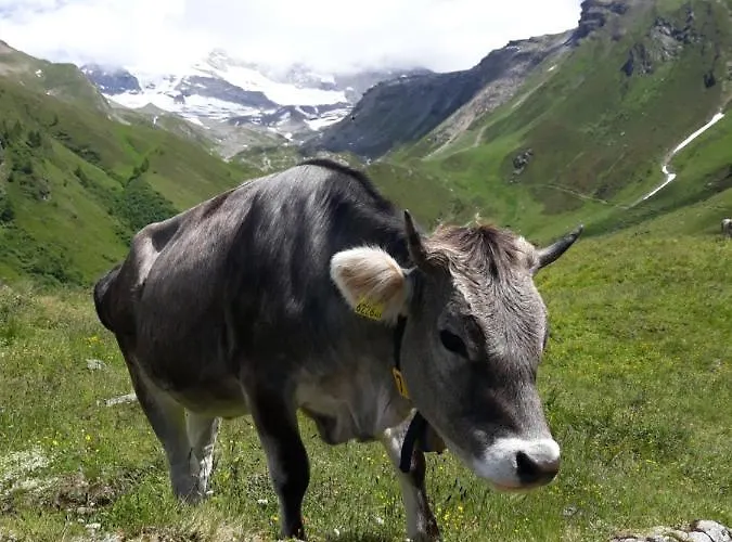 Appartamento Thumeserhof